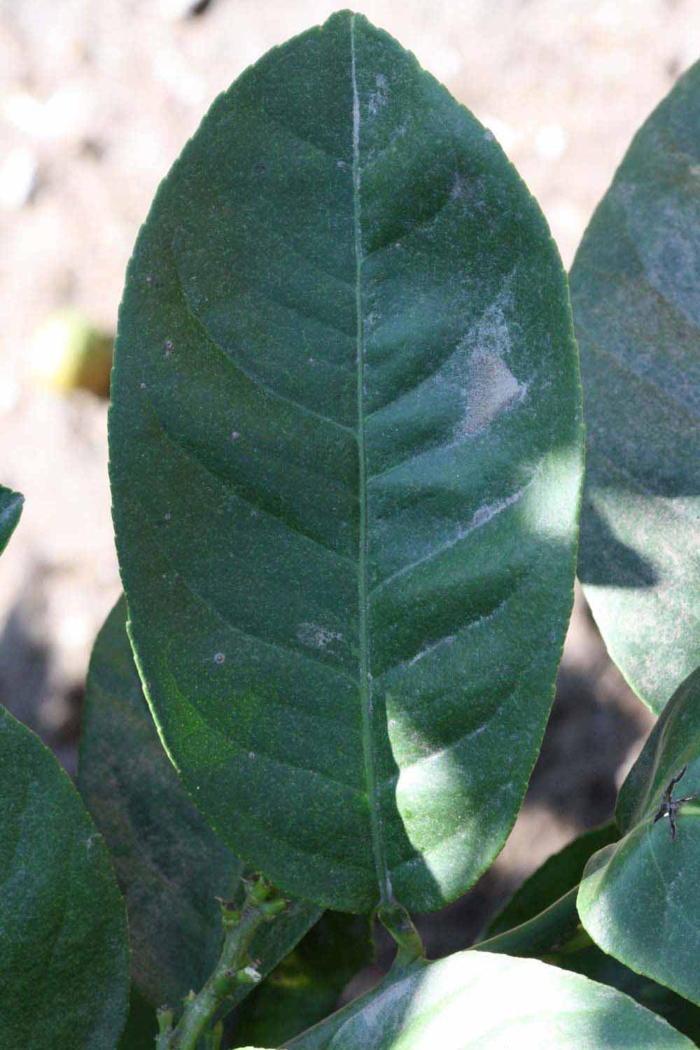              Unifoliolate leaf (Riverside, CA)       